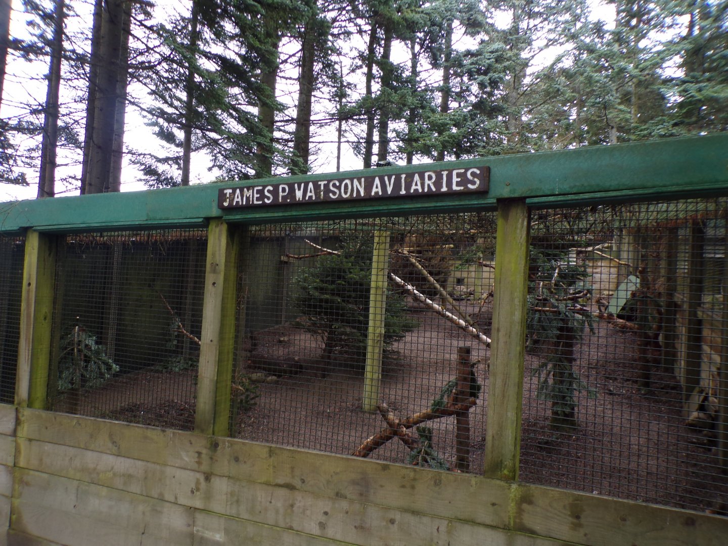 Himalayan monal aviary 5.4.24
