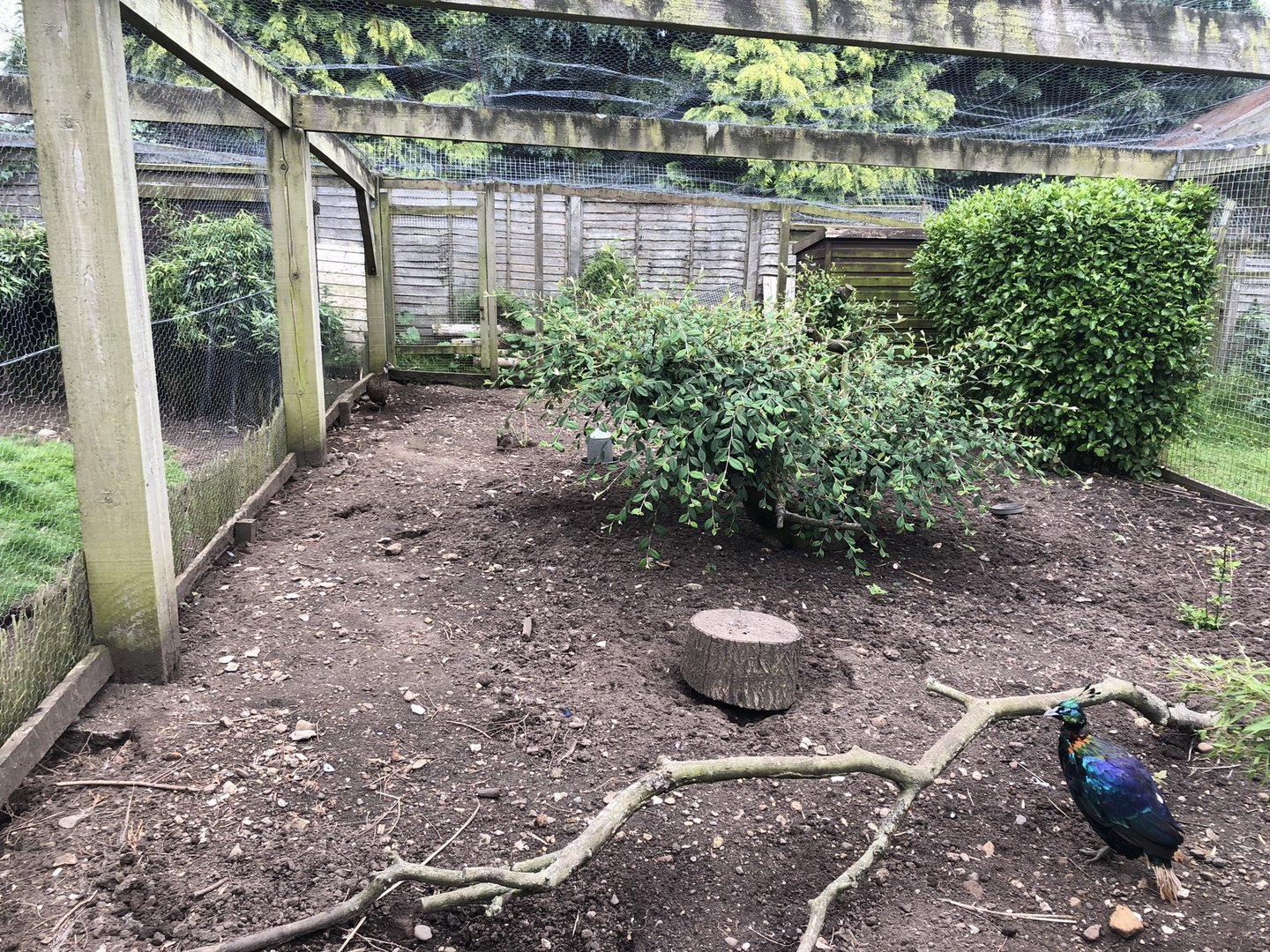 Himalayan Monal Aviary at Sewerby Zoo (June 2023)