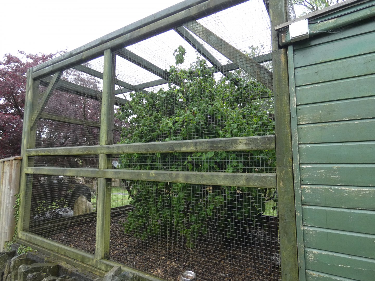 Himalayan monal aviary (Pen-y-cae Inn Zoo)