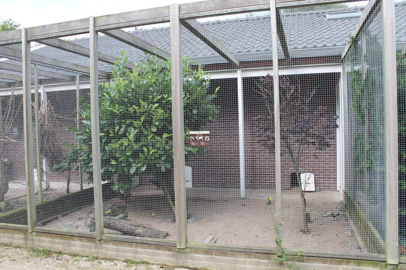 Himalayan monal aviary