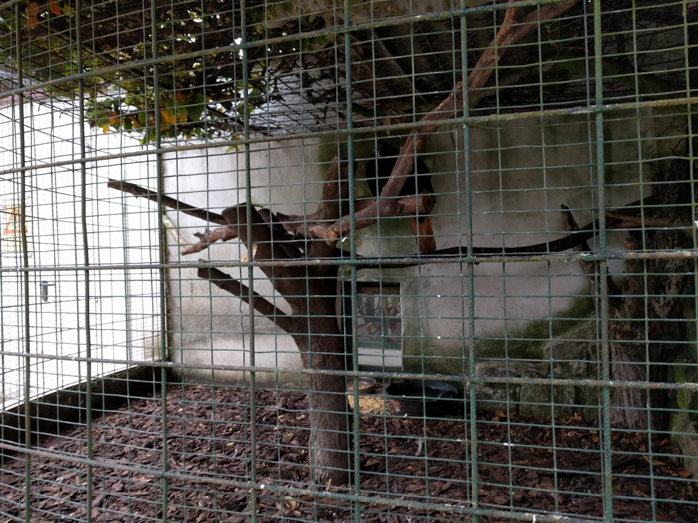Himalayan Monal Aviary