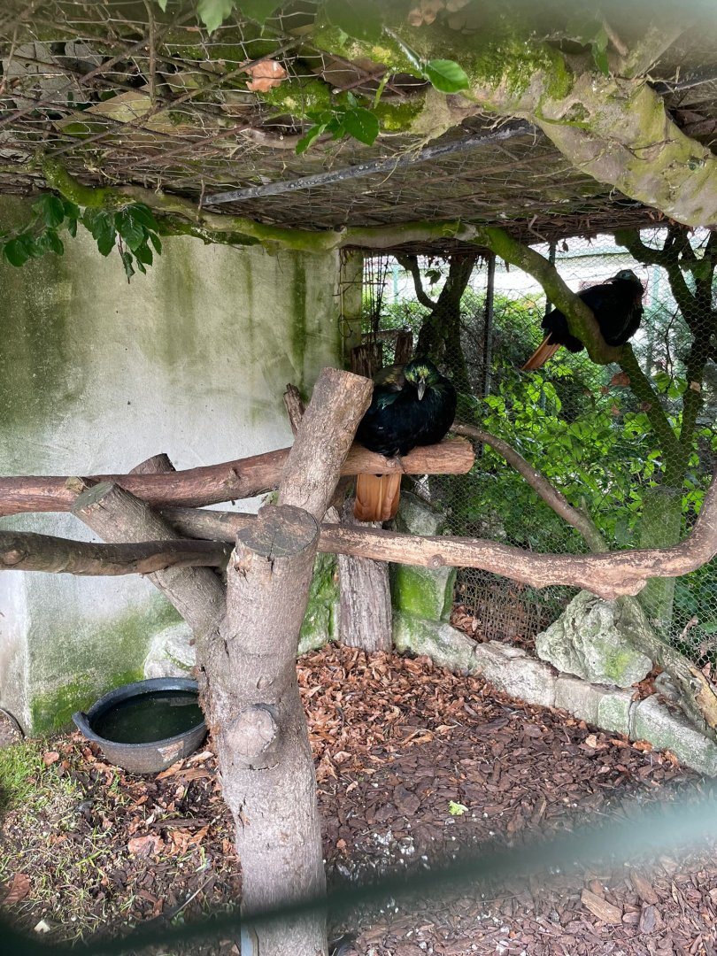 Himalayan Monal Aviary