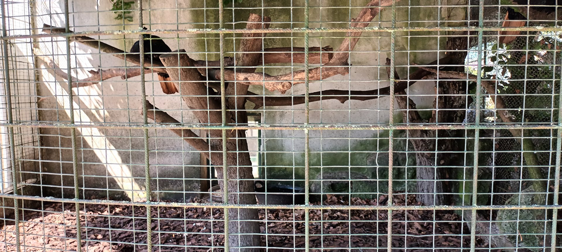 Himalayan Monal Aviary