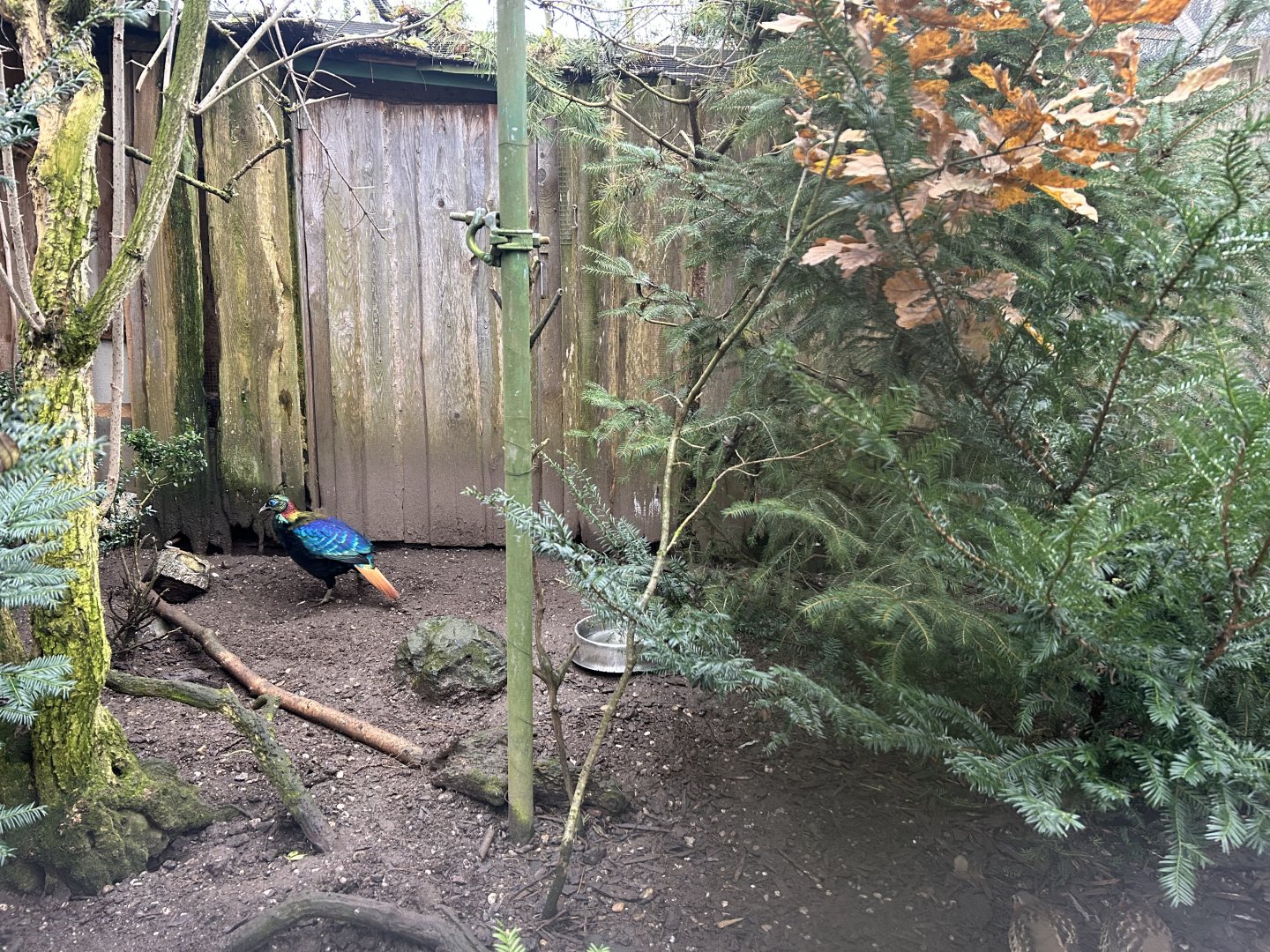 Himalayan Monal Aviary