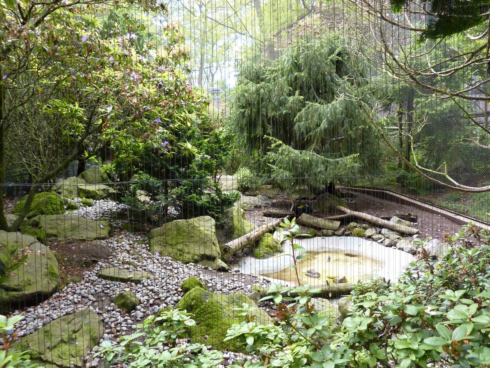 Himalayan Monal/Blue Whistling Thrush Exhibit