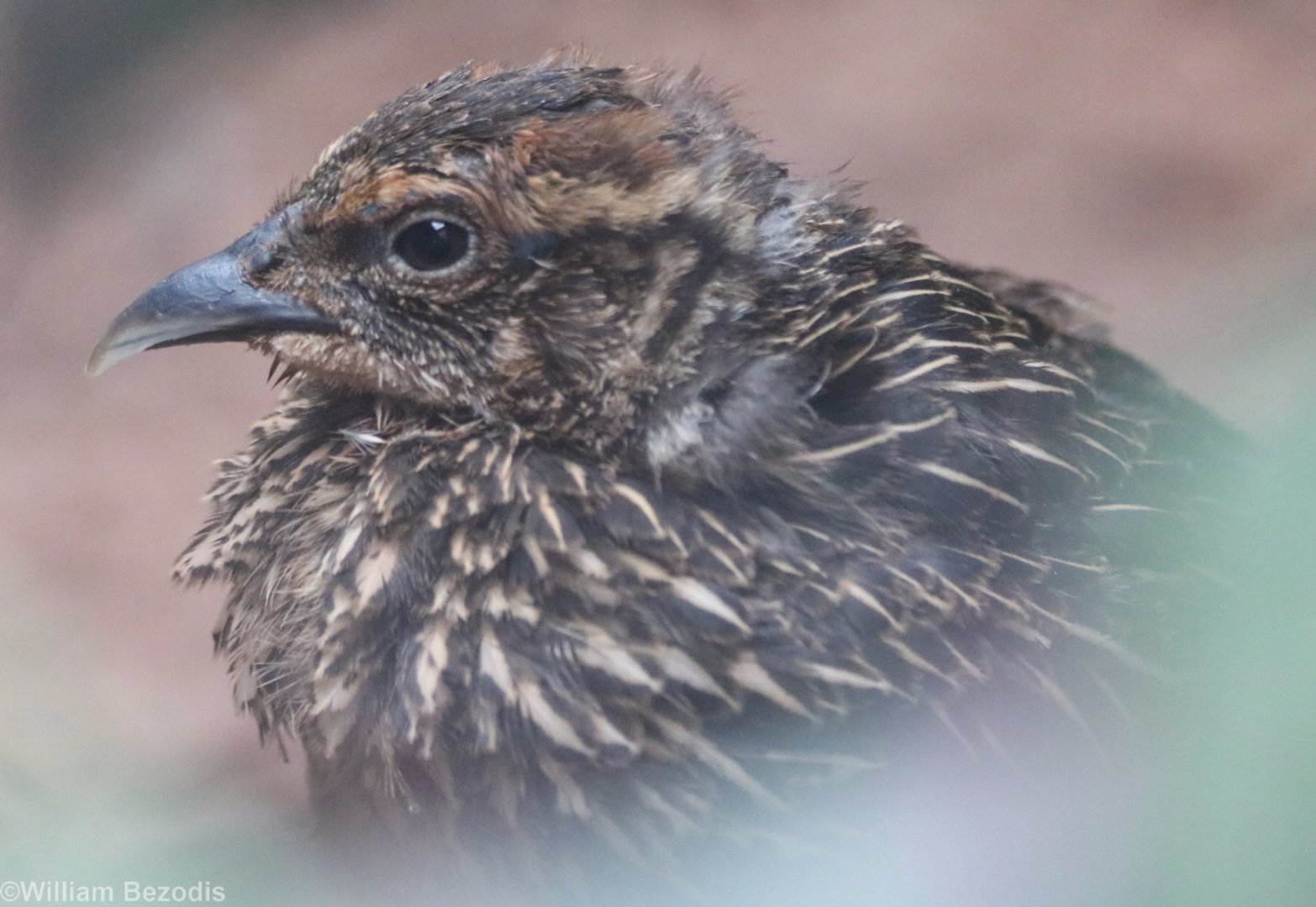 Himalayan Monal Chicken