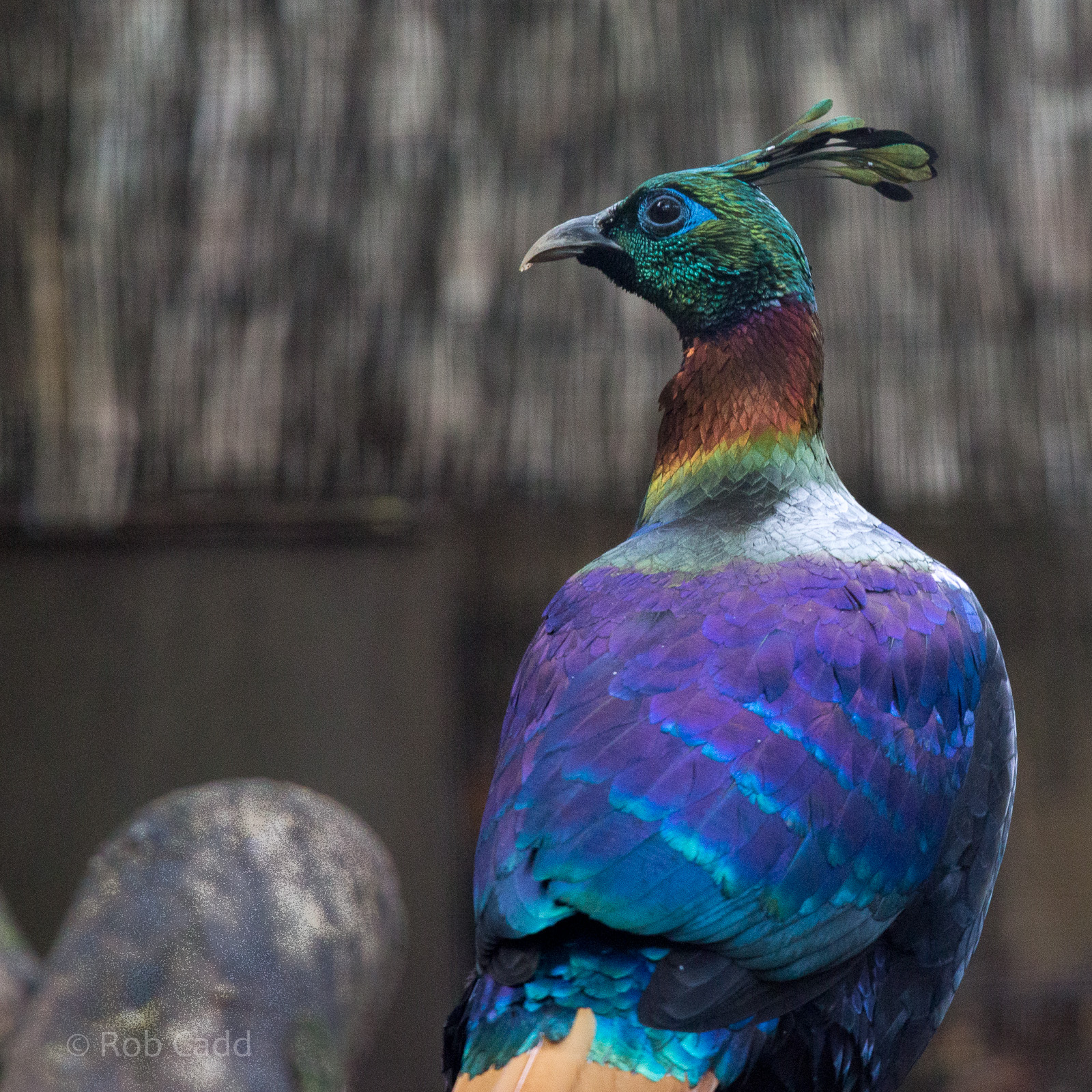 Himalayan monal : Cotswold WP : 25 Oct 2014