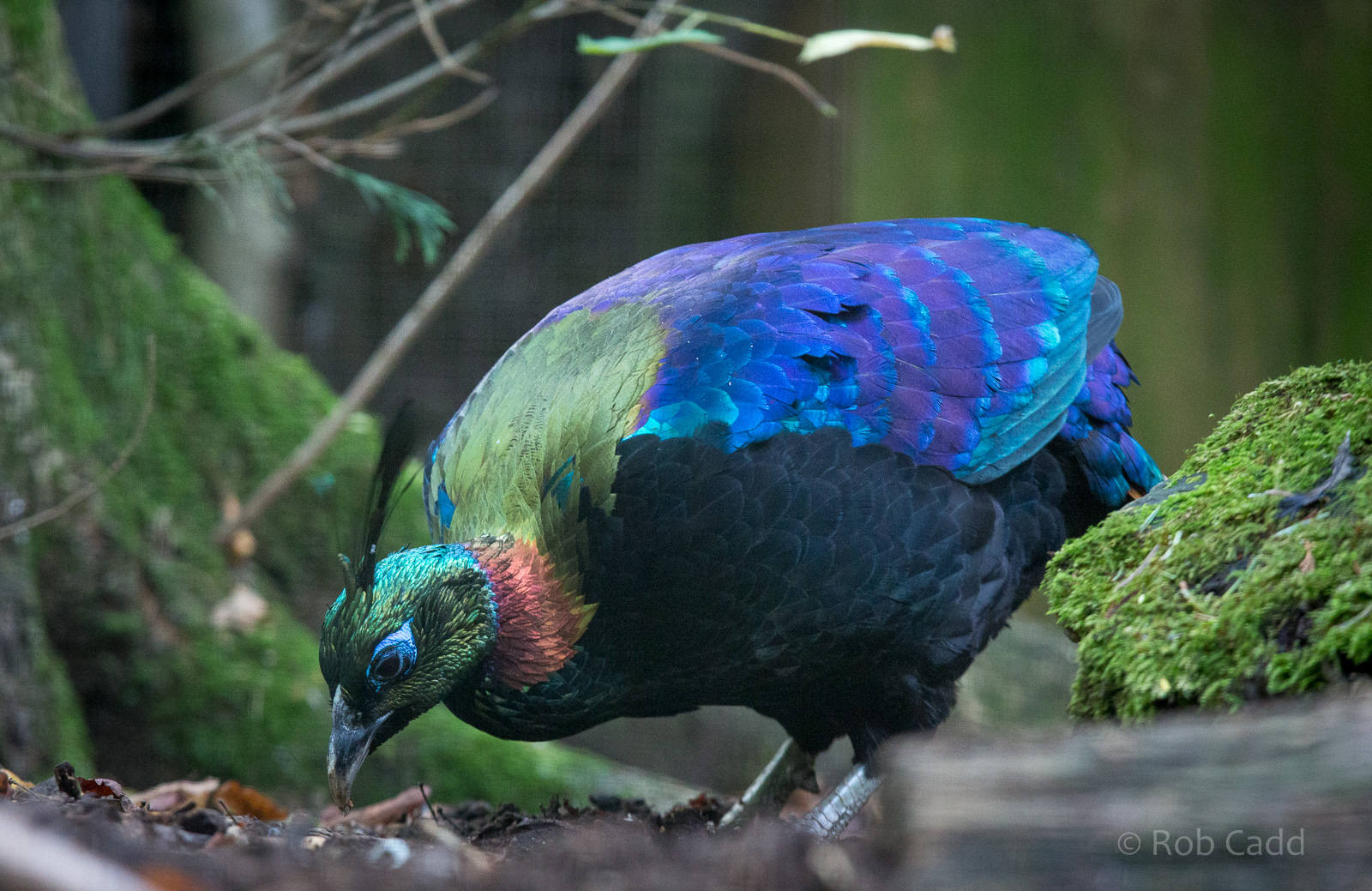Himalayan monal : Cotswold WP : 25 Oct 2014
