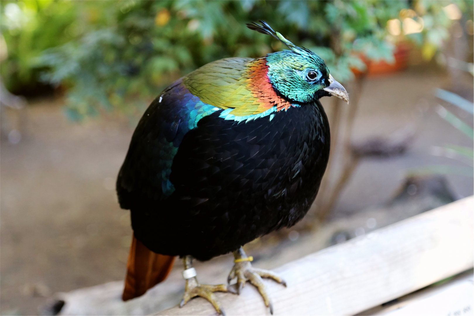 Himalayan Monal, December 2015