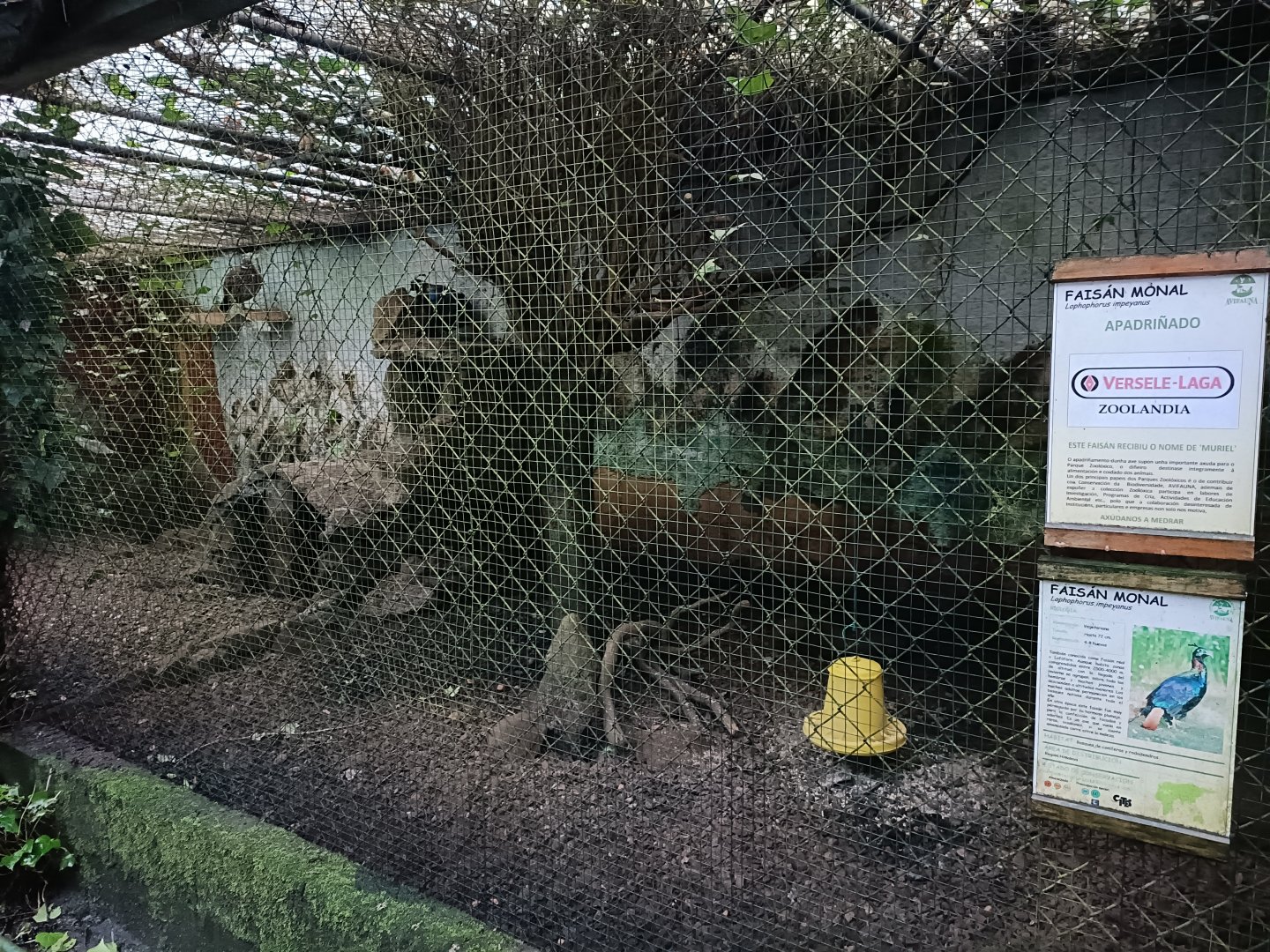 Himalayan monal exhibit - Avifauna Lugo