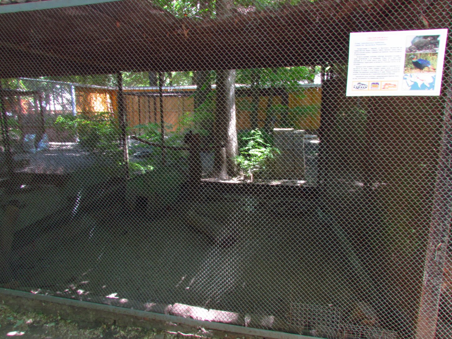 Himalayan monal exhibit