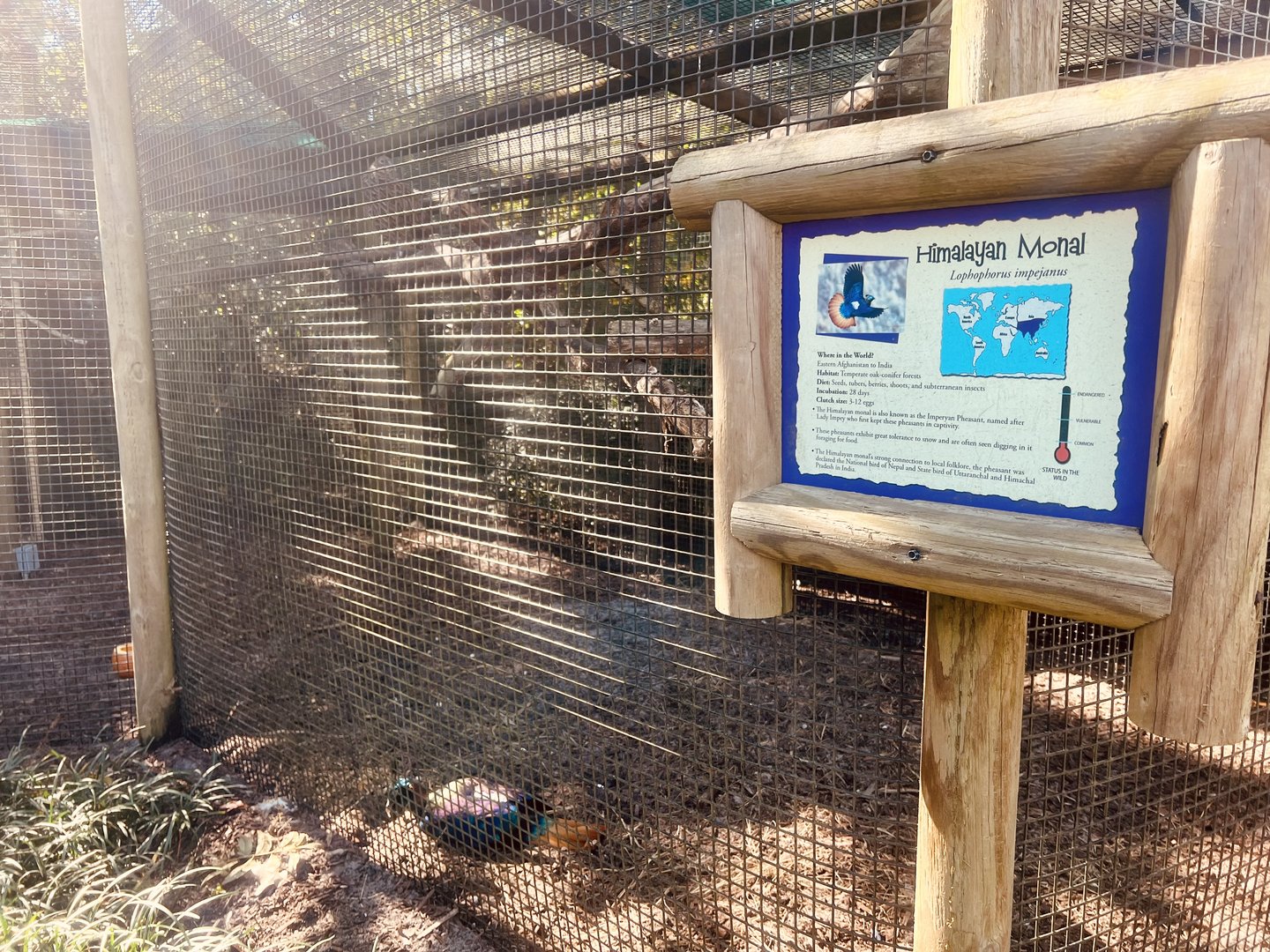 Himalayan Monal Exhibit