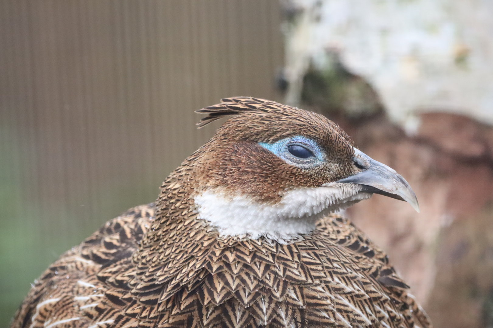 Himalayan Monal, Female (Lophophorus impejanus)