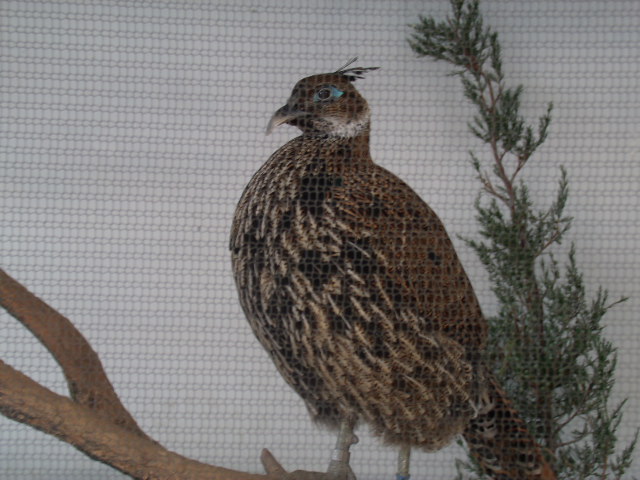Himalayan Monal (Female)