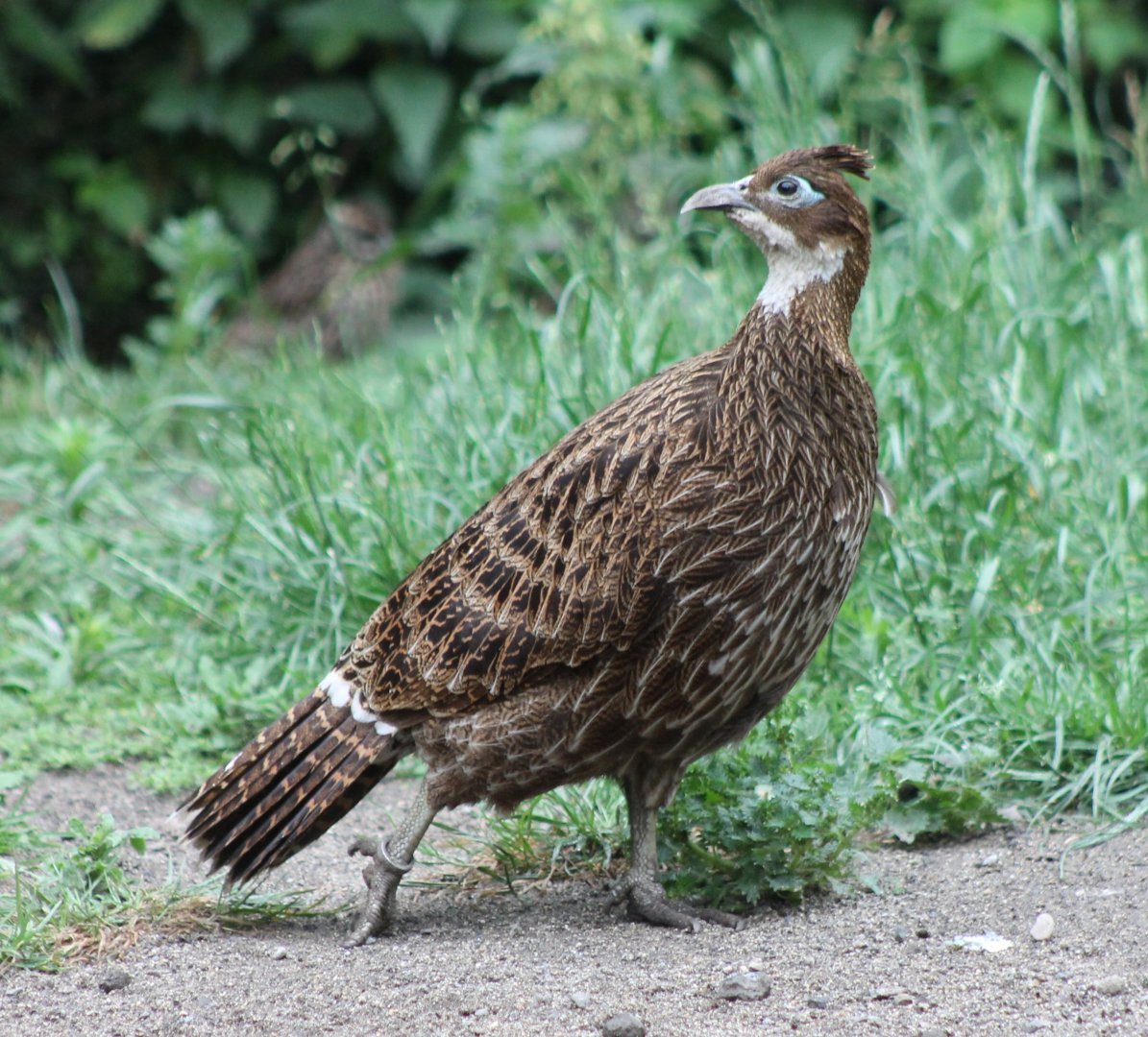 Himalayan monal - female