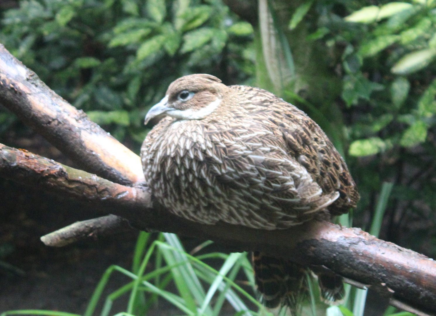 Himalayan monal - female