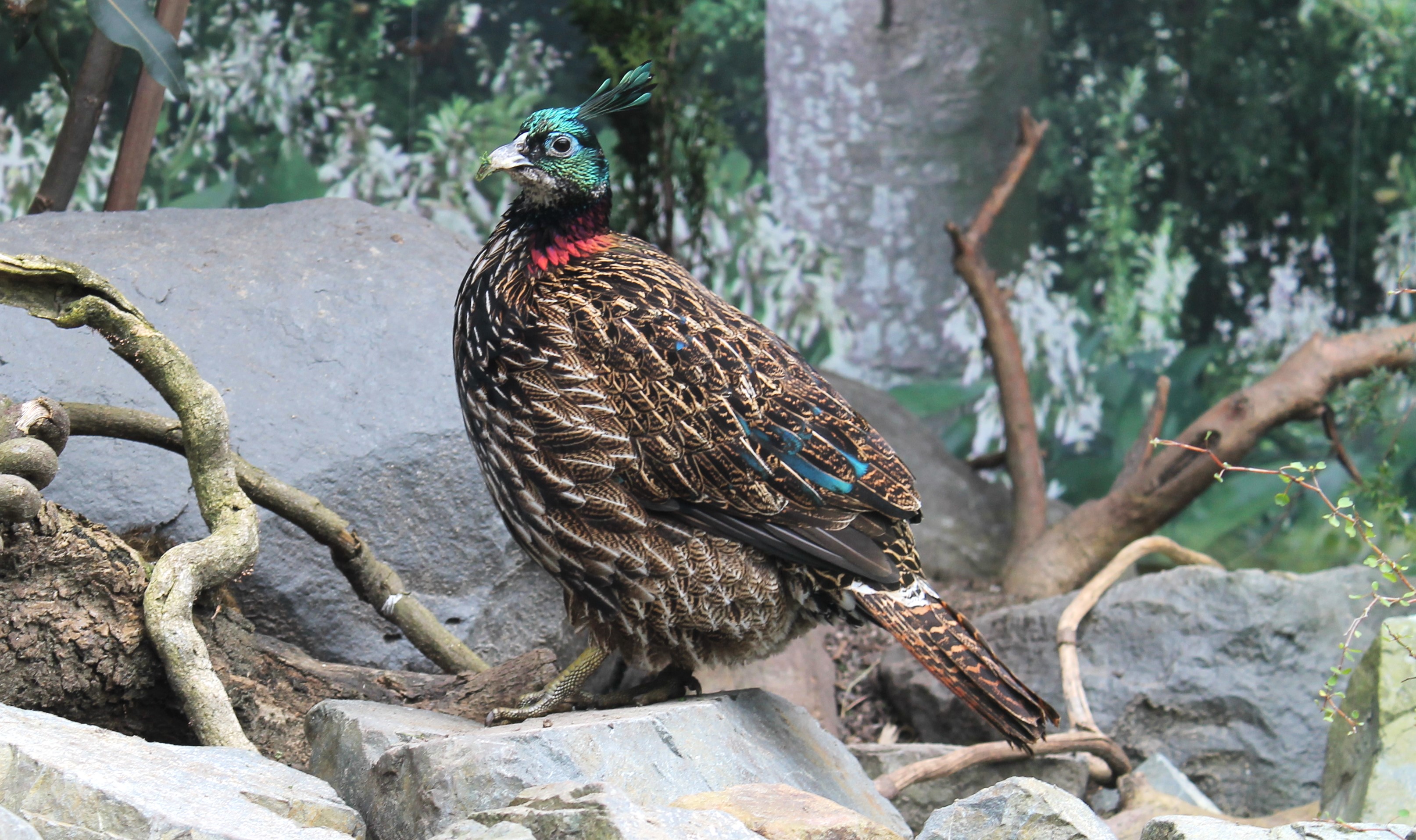 Himalayan Monal female