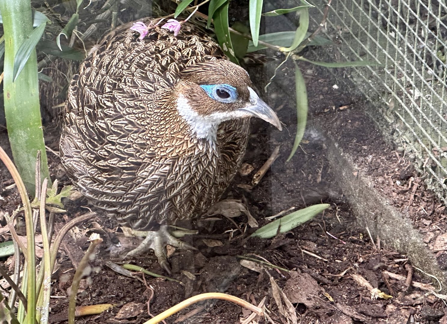 Himalayan Monal (Female)