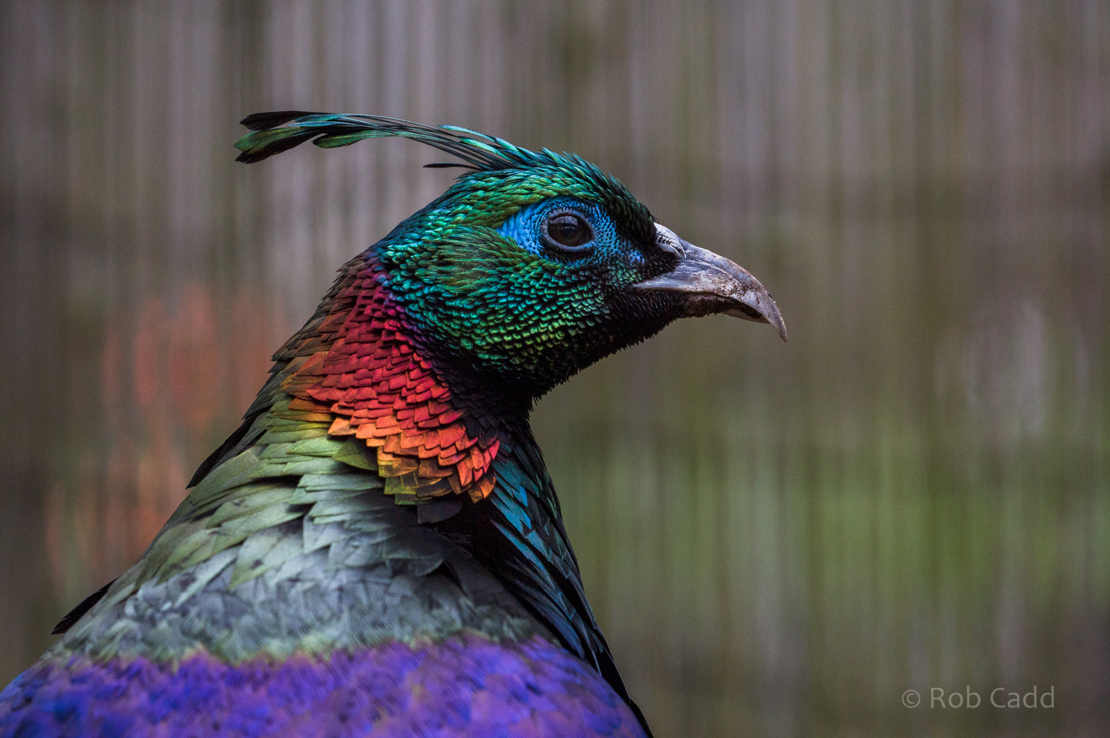 Himalayan monal : Hamerton : 01 Apr 2018