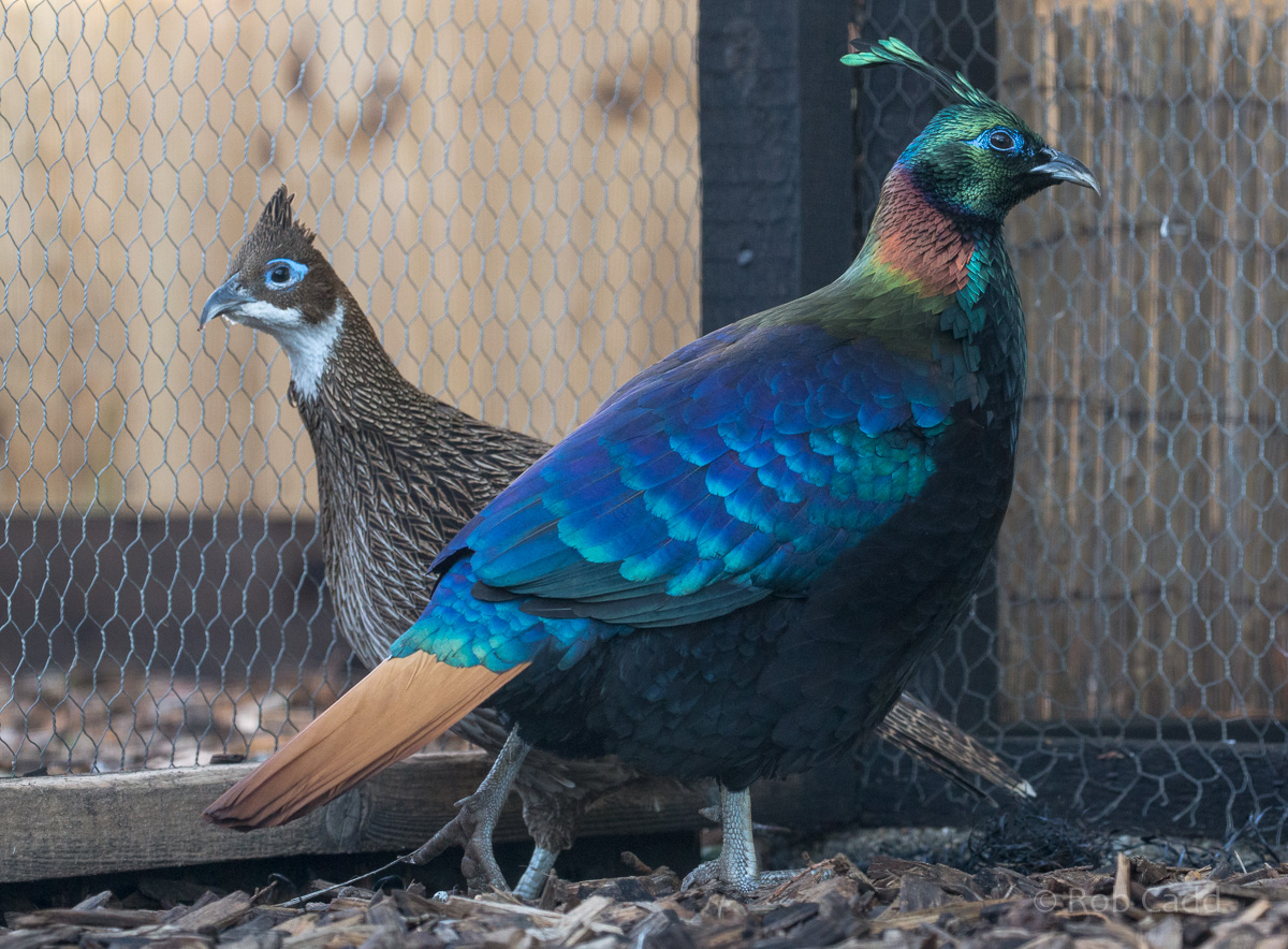 Himalayan monal : Hamerton : 13 Nov 2016