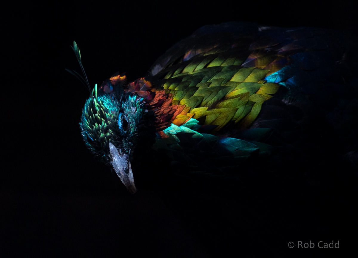 Himalayan monal : Hamerton : 15 Aug 2020