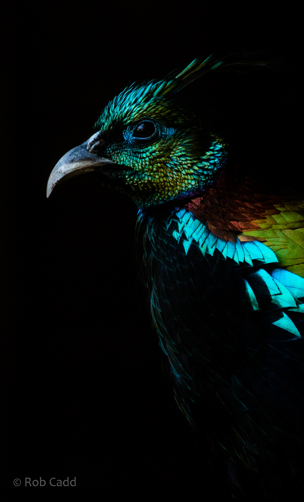 Himalayan monal : Hamerton : 20 Jan 2023