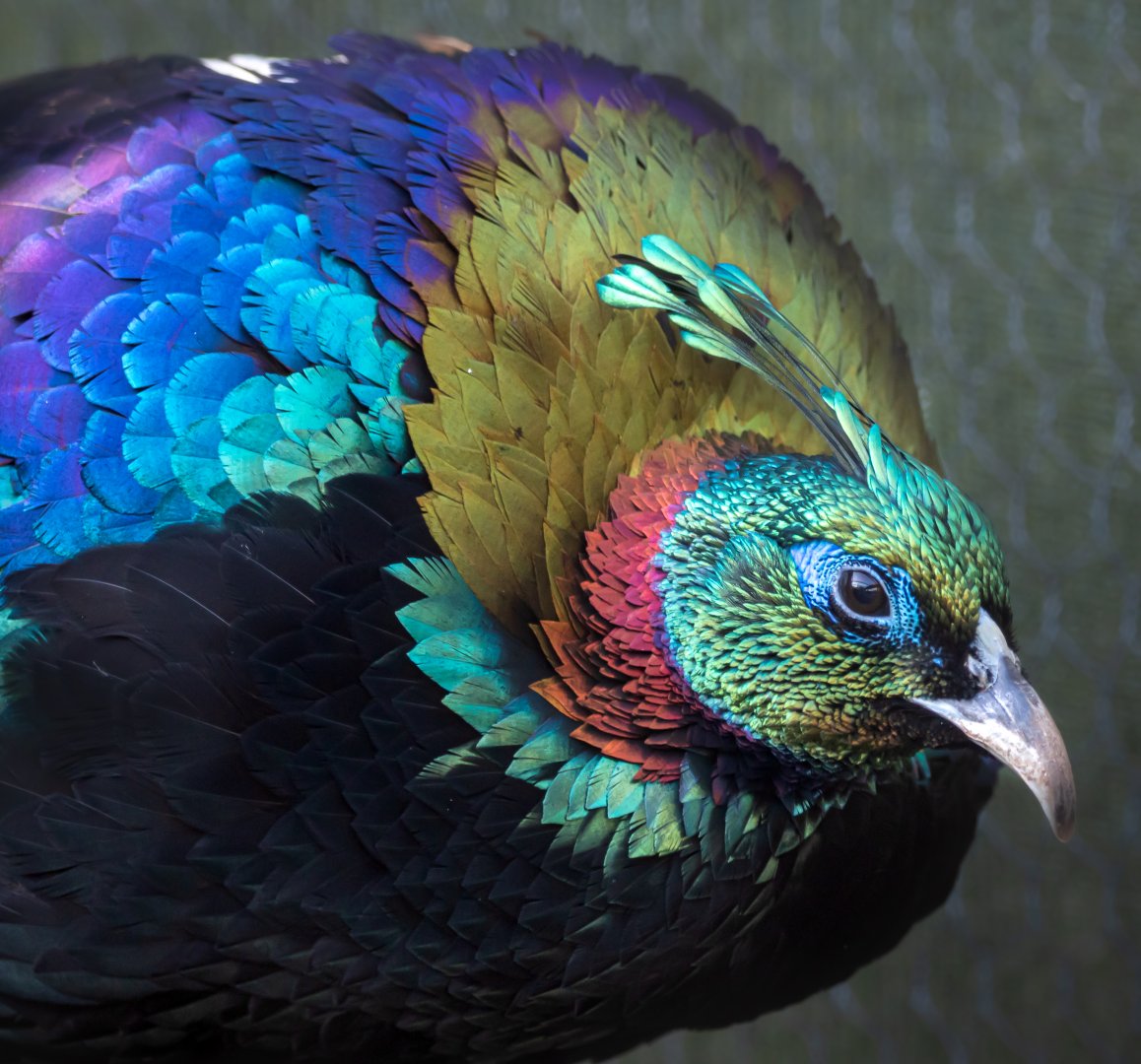 Himalayan Monal / Hamerton / 29-10-19