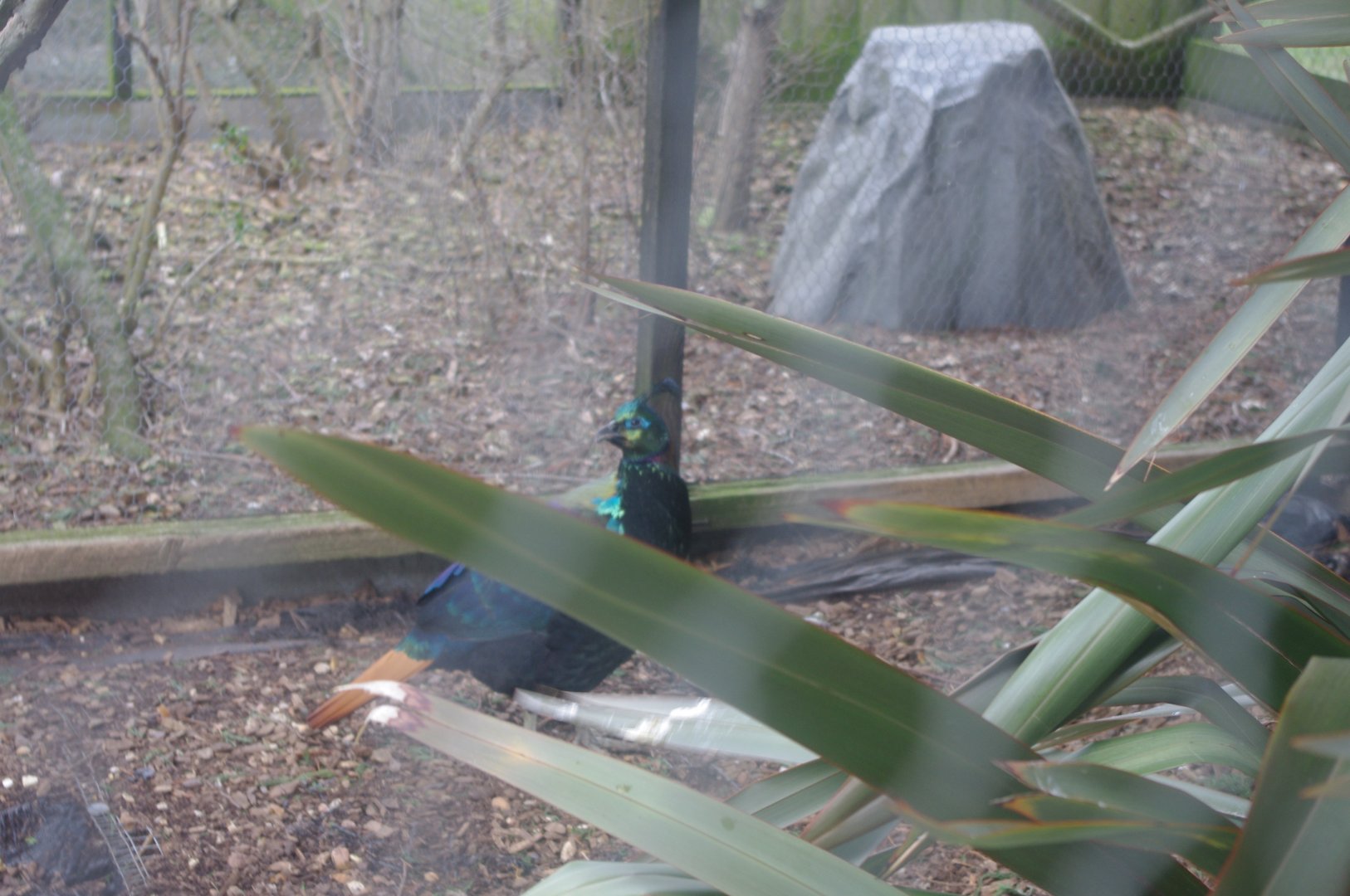 Himalayan Monal- Hamerton Zoo Park 6/3/2022