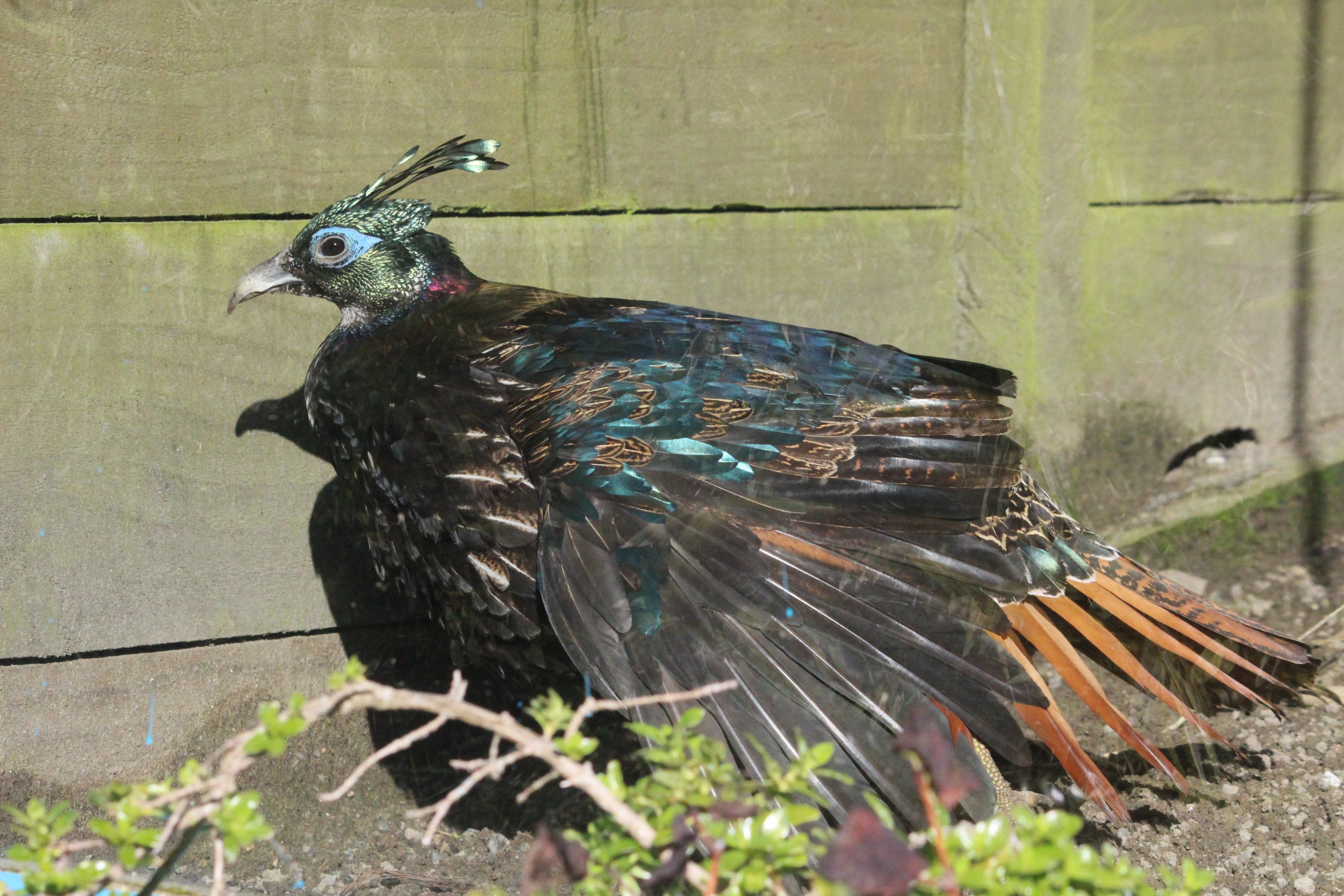 Himalayan Monal hen (elderly, hormone aberration)