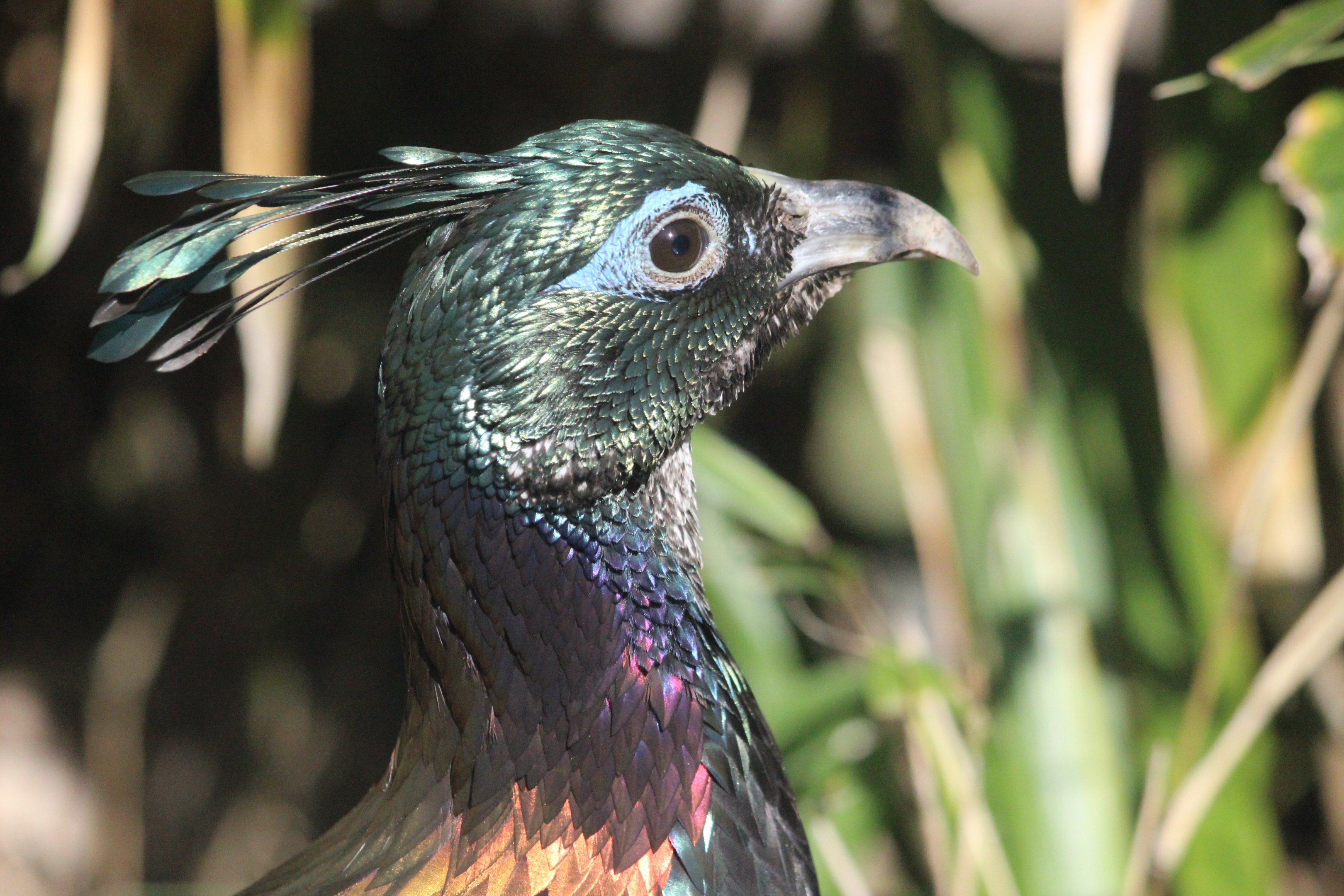 Himalayan Monal hen (elderly, hormone aberration)