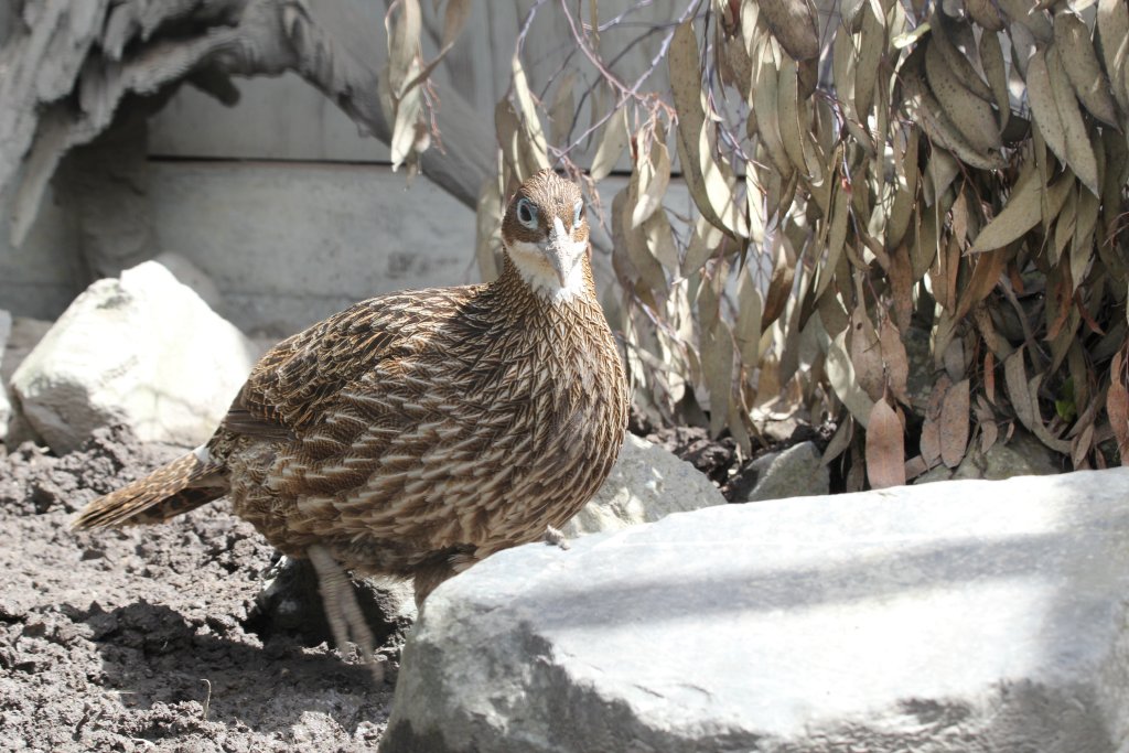 Himalayan Monal hen
