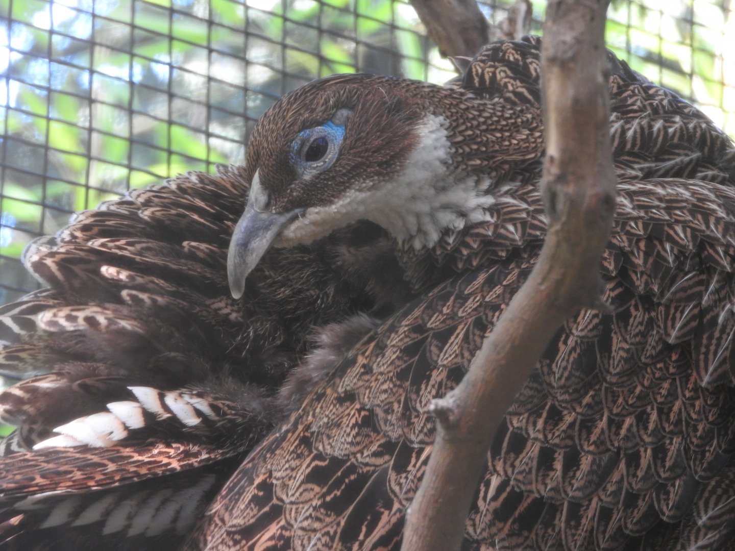 Himalayan Monal hen
