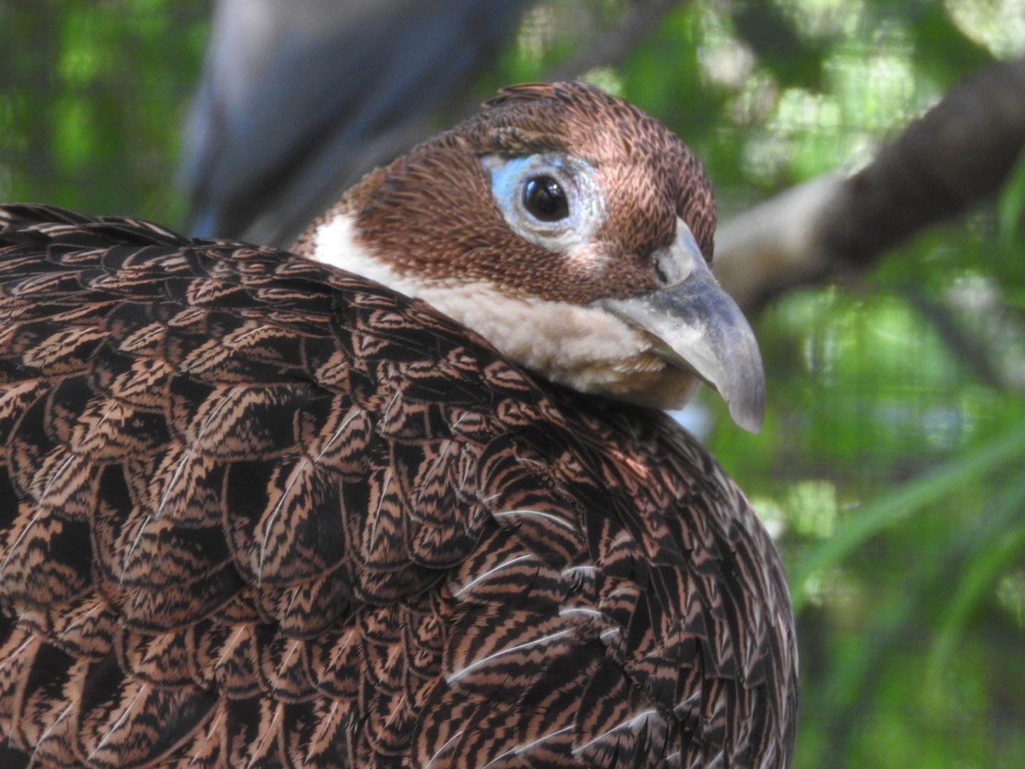 Himalayan Monal hen