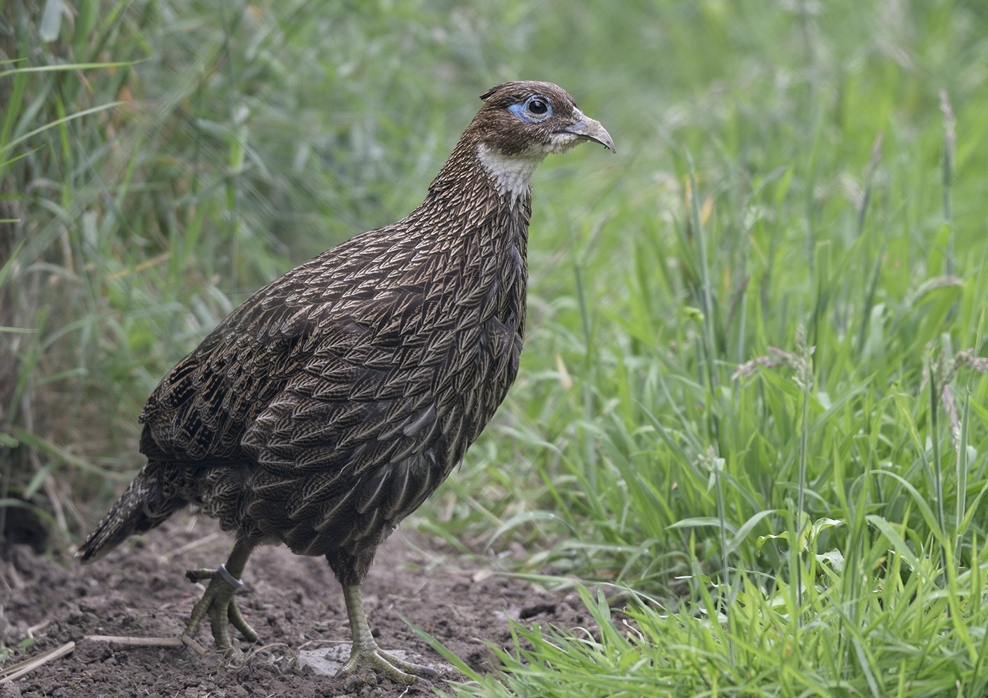 Himalayan monal hen