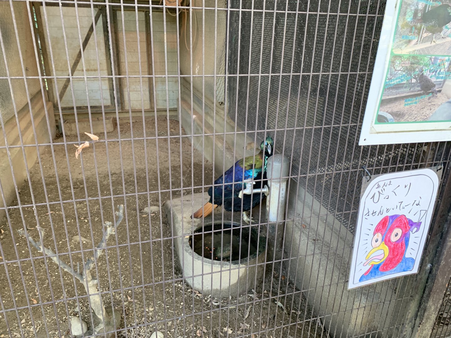 Himalayan Monal (Himeji City Zoo)