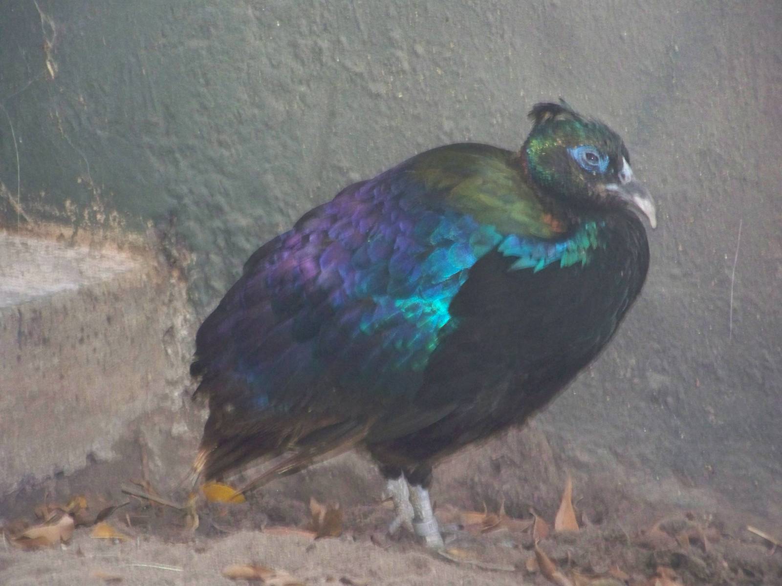 Himalayan Monal (I think)