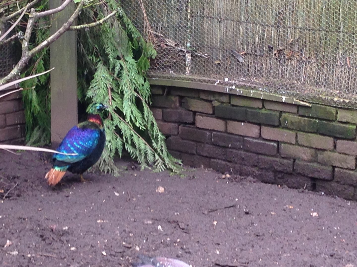Himalayan Monal? (ID Please?)