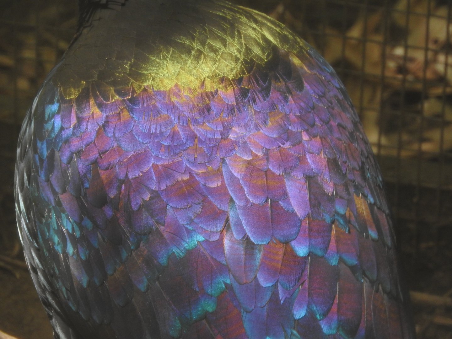 Himalayan Monal iridescence