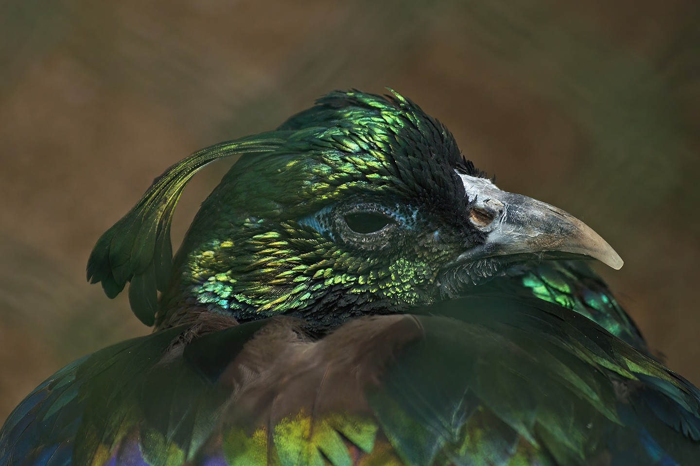 Himalayan monal (Lophophorus impejanus), 2008-07-22