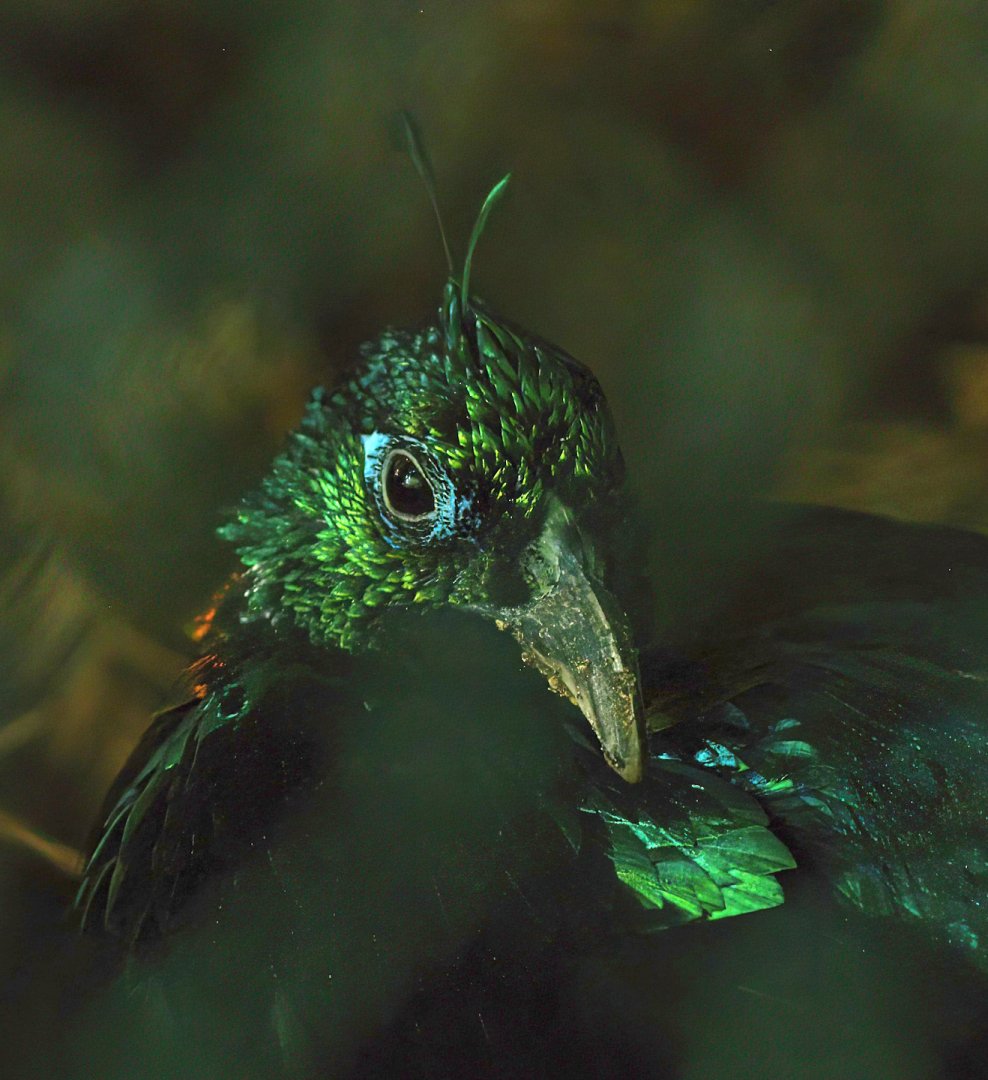 Himalayan monal (Lophophorus impejanus), 2008-08-06