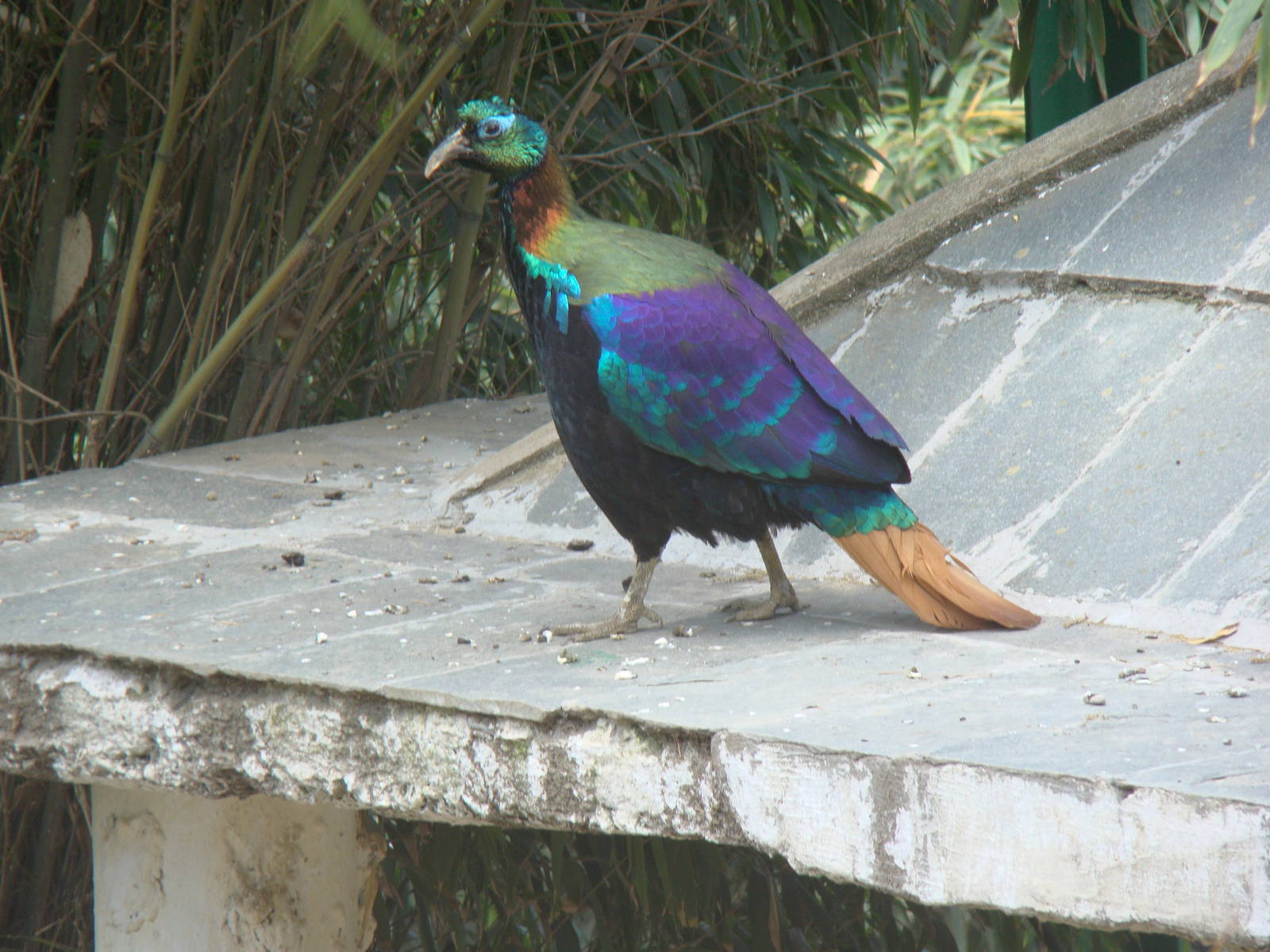 Himalayan Monal   (Lophophorus impejanus)