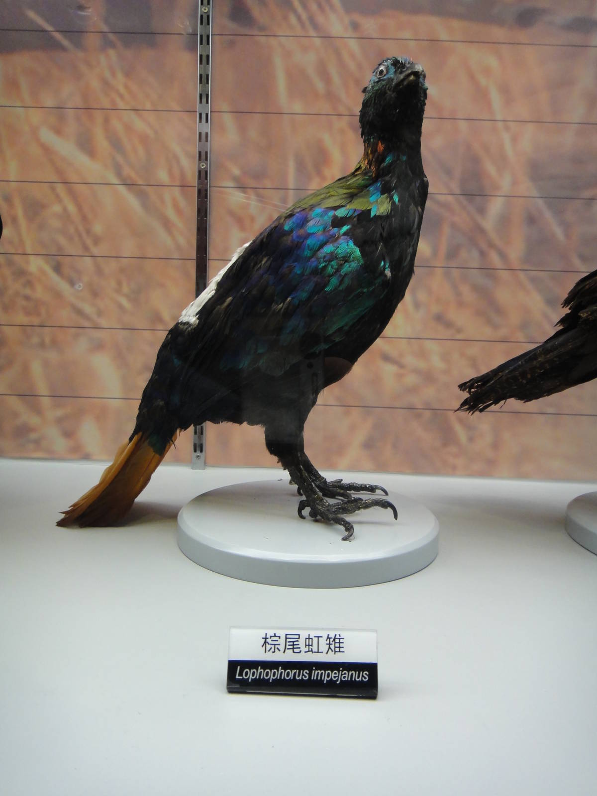 Himalayan monal (Lophophorus impejanus)