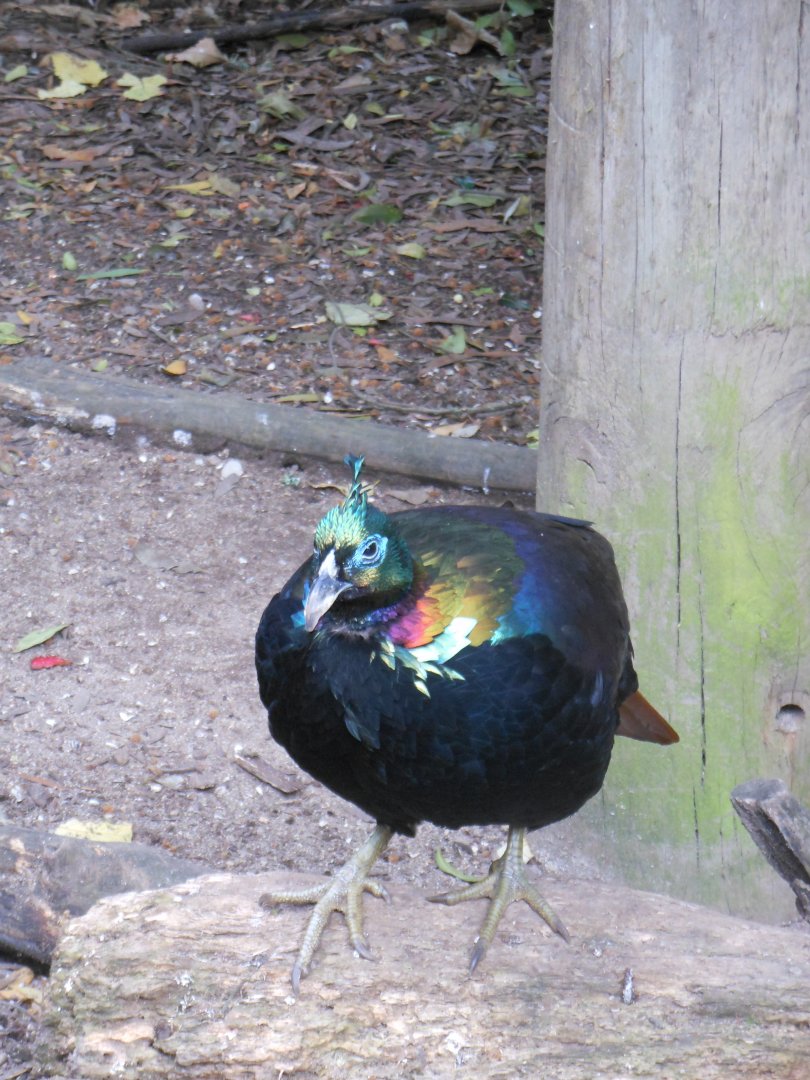 Himalayan Monal (Lophophorus impejanus)