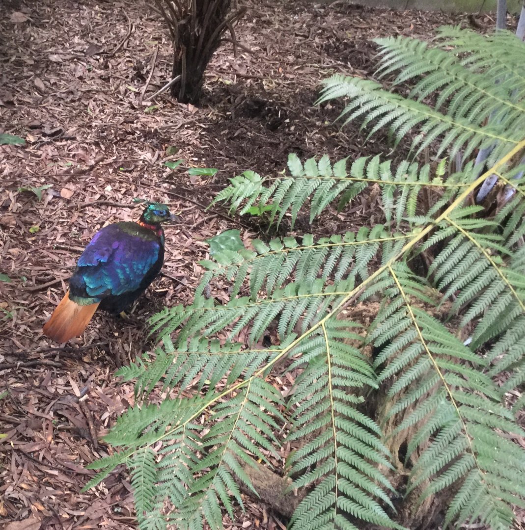 Himalayan monal (Lophophorus impejanus)