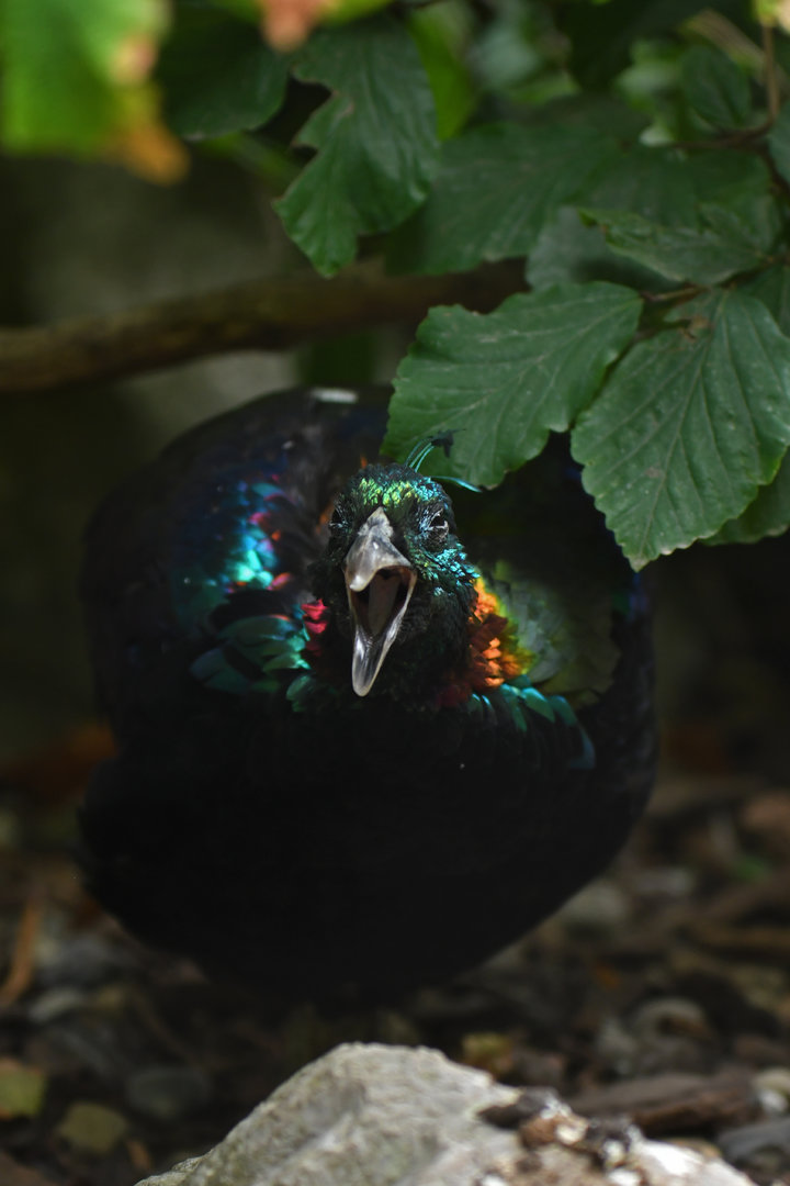Himalayan Monal Lophophorus impejanus