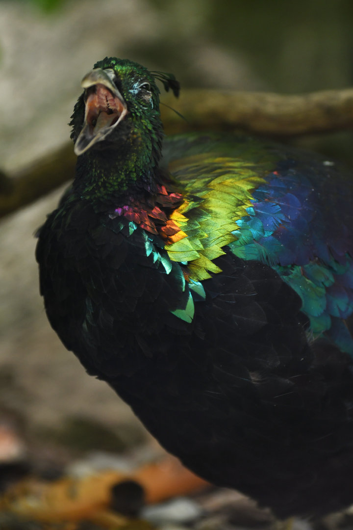 Himalayan Monal Lophophorus impejanus
