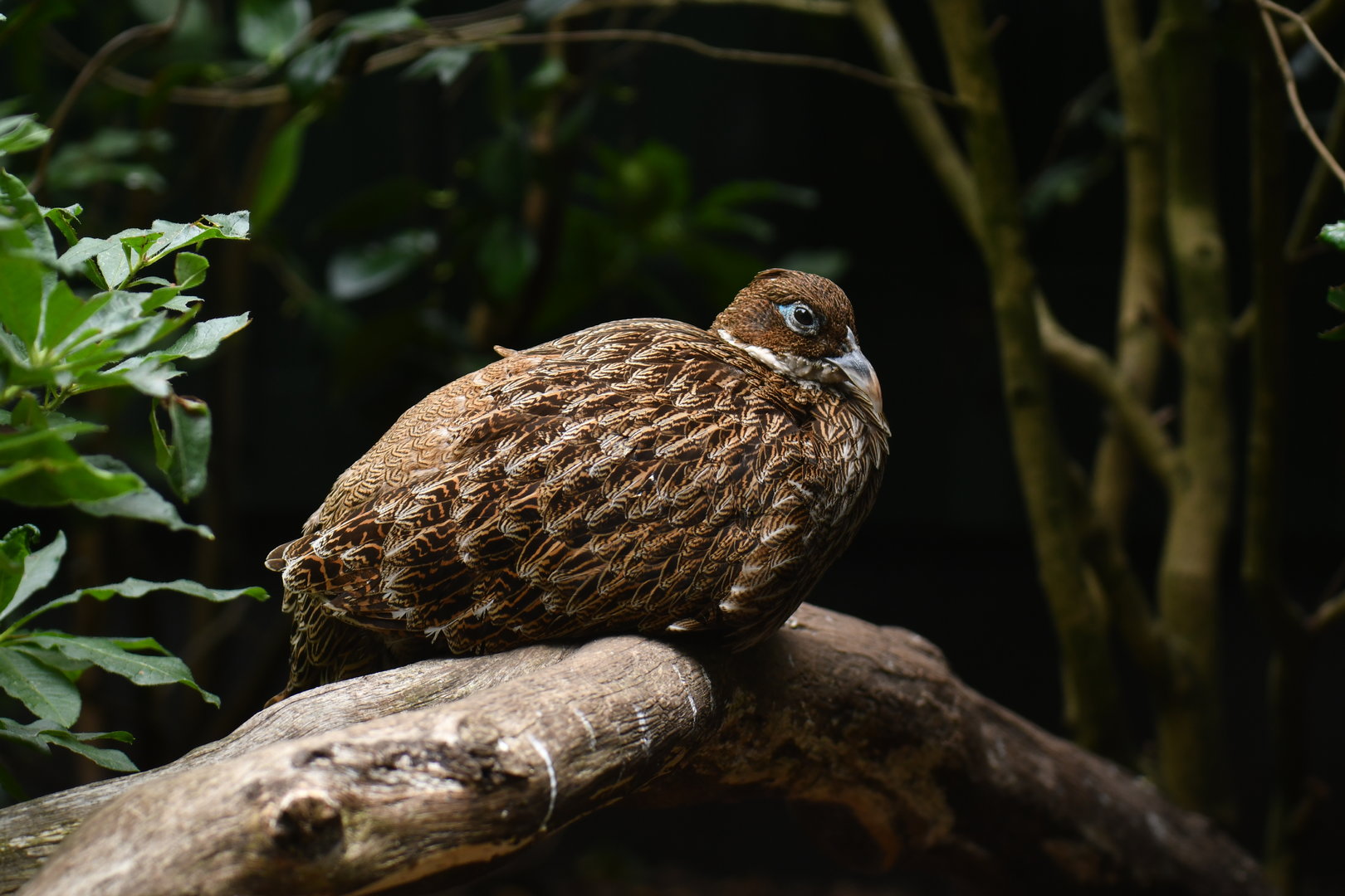 Himalayan Monal Lophophorus impejanus