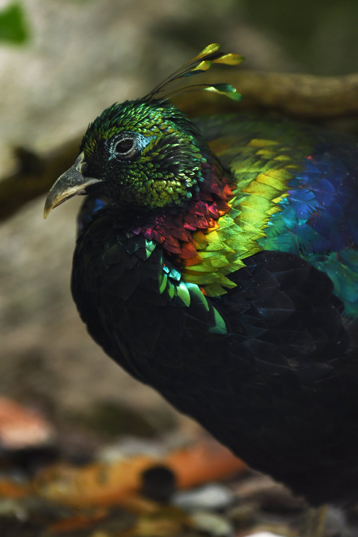 Himalayan Monal Lophophorus impejanus