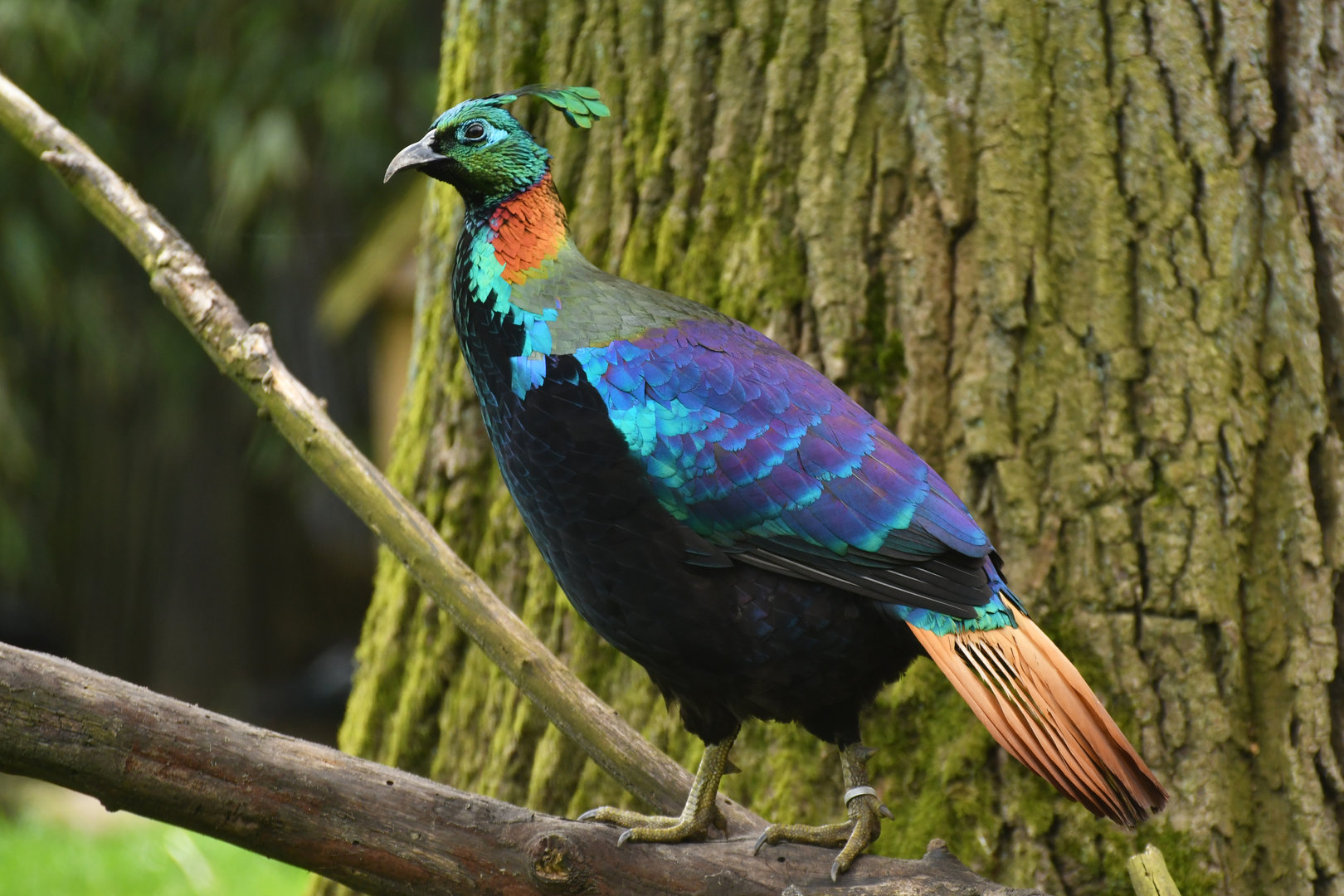 Himalayan monal (Lophophorus impejanus)