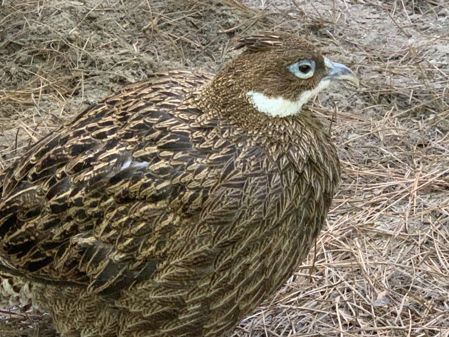 Himalayan Monal (Lophophorus impejanus)